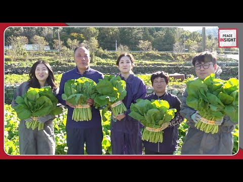 [Peace Insight] Meeting the North Korean Defectors Farming Leaf Mustard in Yeosu