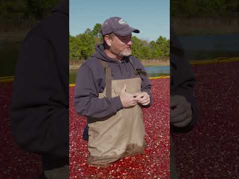 How Ocean Spray farms millions of cranberries every year! #oceanspray #cranberryfarm