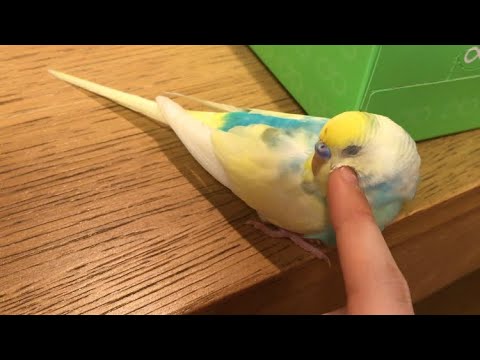 机のキワキワで撫でられるインコ