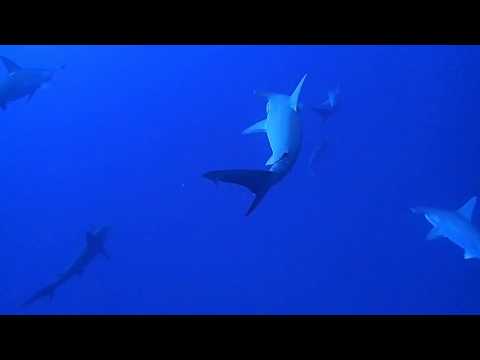 与那国島ダイビングツアー2018春