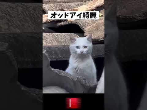 猫神様、発見される　 #shorts #2ch動物スレ #ネコ #cat #動物