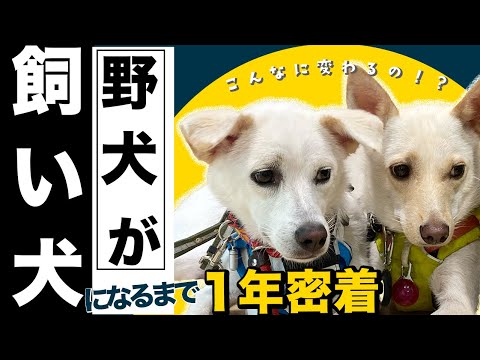 【総まとめ】１年密着！山奥にいた野犬が都会のペットになるまで