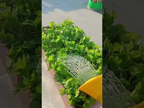 growing coriander in pots #terracegarden #youtubeshorts #shorts