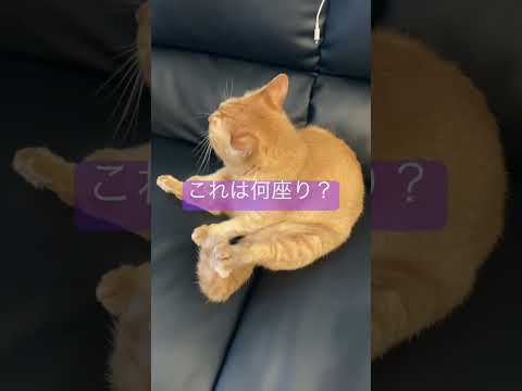 これは何座り？ #shorts #保護猫 #ねこのいる生活 #ねこ動画