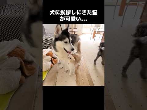 犬に挨拶にきた猫が可愛い...#shots