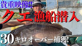 アラ（クエ釣り）衝撃映像❕３０キロオーバー高級魚クエ❕捕獲❕❕