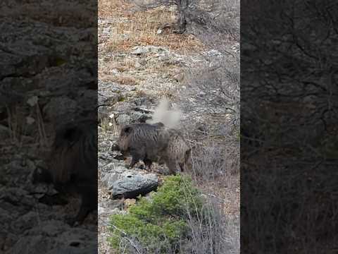 Hunting Two Giant Wild Boars at 400 Meters (437 Yards) 🐗