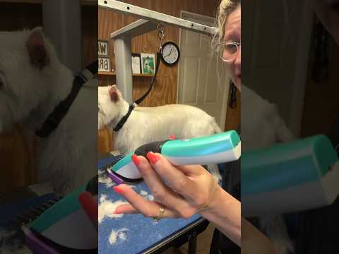 Hold your Dog Grooming Clipper the Right Way