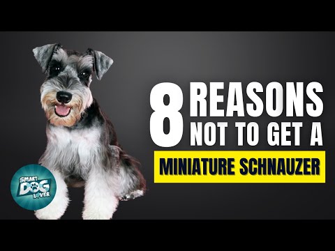 8 Reasons Why You SHOULD NOT Get a Miniature Schnauzer