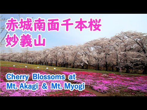 Cherry Blossoms at Mt. Akagi & Mt. Myogi with Relaxing Music ( Gunma ) / Spectacular Views of Japan