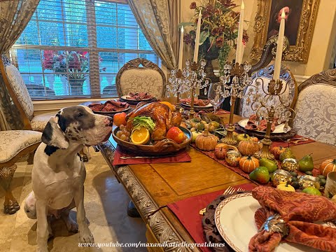 Polite Great Dane Puppies Admires Thanksgiving Table & Turkey