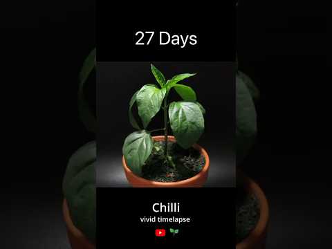 growing chilli from seed