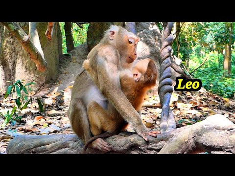 Beautiful Moment./ Tiny Monkey LEO created a sweet moment with his Mom Libby when Libbey hugging him