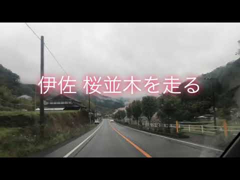 【車載】鹿児島 桜並木を走る