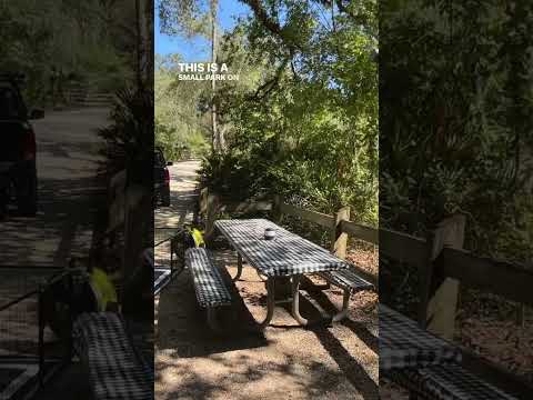 Lake Griffin State Park - Site 3 - Florida Campground Review