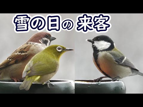 雪の日の来客　【 シジュウカラ、メジロ、スズメ 】