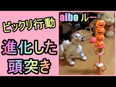 【13 進化した頭突き Evolved headbutts 】アイボ aibo ルー Louのビックリ行動