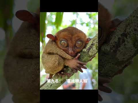 世界上最罕见的生物 #animals #top10  👍EP1 #世界奇聞 #奇趣  #世界之最 #ep1 #未解之谜 #mysterious #动物