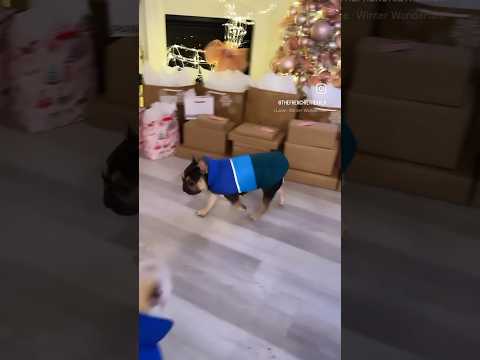 French Bulldog Puppy Bo Looking for His Christmas Gifts | Max and Bo | Frenchie Trekker TV #Shorts