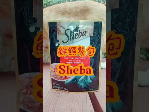 開箱|Sheba鮮饌餐包 #貓罐頭 #貓主食罐 #貓主子 #貓奴 #可愛貓咪