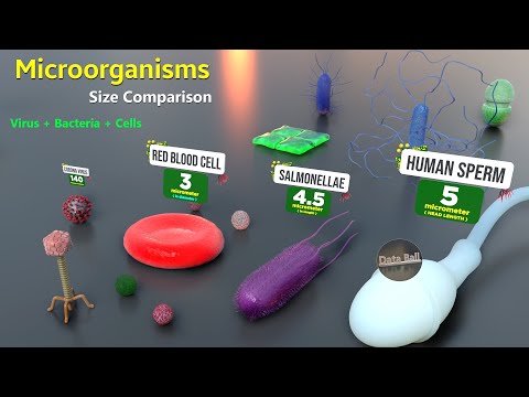 How Microorganisms looks under the microscope |  Virus Size | Bacteria size | Antibodies size