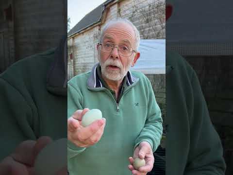 Hey Phill! Why Are My Chickens are Still Laying Eggs in January? #chickenadvice #egglaying