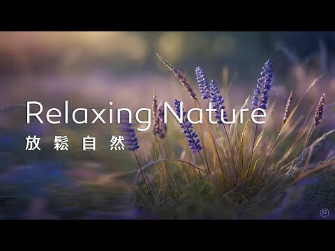 放鬆音樂Relaxing Music｜靜靜聆聽，沉靜的旋律，彷彿在自然中尋覓那份低調的優雅