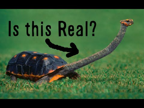 Is this Long Necked Tortoise Real?