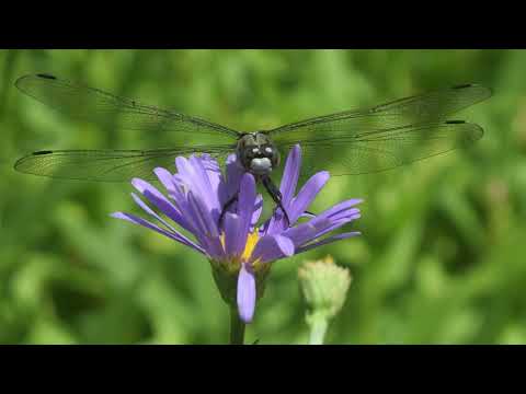 花と涼を求めて　北山友禅菊／癒しのタイム＃47