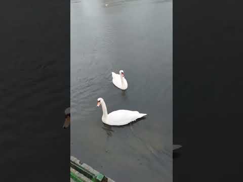 Norway Stories #swan #swans #nature #stavanger #youtubeshorts #minivlog