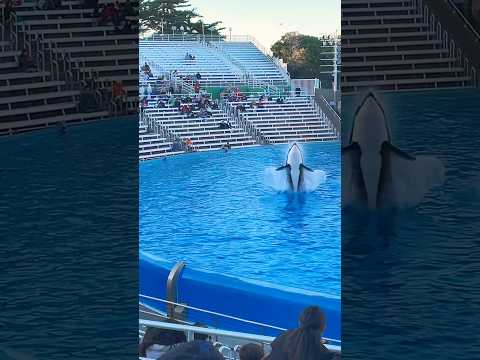 🐳 Orca Encounter | SeaWorld San Diego #shorts