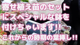 【多肉植物】寄せ植え苗のセットにスペシャルな鉢を付けちゃいます!!これからの時期の葉挿し!!【succulent】トロピカルガーデン