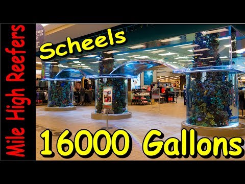 Tank Tour, Scheels 16000 Gallon Saltwater Tank