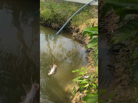 Cat fish fishing at village || fishing video 🐠🐠 #fishing #shorts