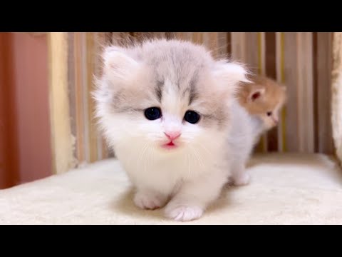 【マンチカンの子猫】いつもお馴染みのやつと遊んでみた件 ～猫のいる生活Vol.1018～出産動画 マンチカン短足・ミヌエット・ペルシャ猫専門ブリーダー『ペット蔵人』【子猫の成長記録】