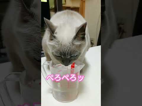 【ゴクゴク猫さん】テトちゃんの飲みッぷり　#shorts #ねこ　#いやし