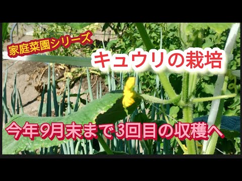 【キュウリの栽培】今年9月末まで3回目の収穫を目指して栽培【家庭菜園シリーズ】