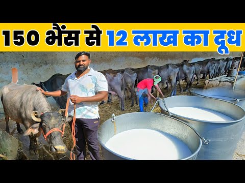 150 भैंसों के फॉर्म से 12 लाख का दुध हर महीने + घी + पनीर + दही | Buffalo farming