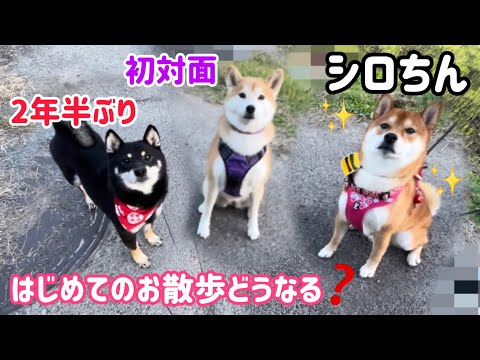 わーい😃2年半ぶりに再会した柴犬コンビが可愛すぎる！柴犬シロちんと小粒黒柴りんごちゃん