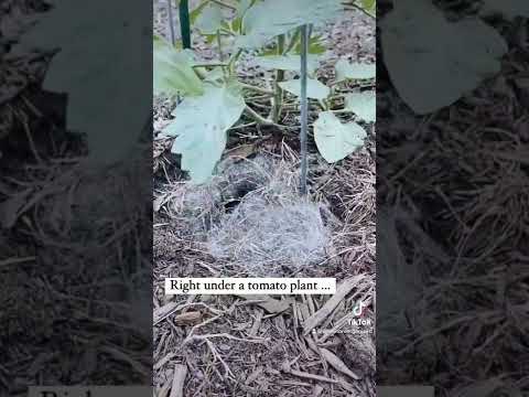 Baby Bunnies in my spring garden