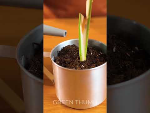 Cool Gardeners' Tricks for Lovely Plants!