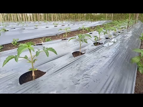 Plant Tomatoes Like This And They Will Double Their Size, Are Disease Resistant, Drought Resistant