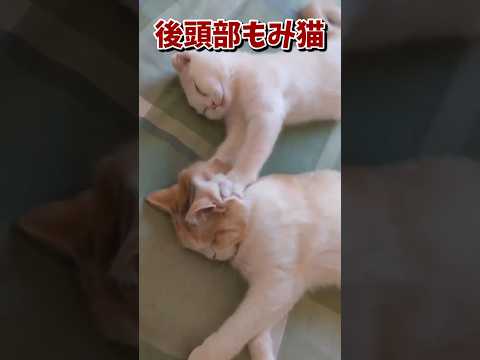 ネッコの動画で癒されたら寝ろｗｗｗ　#2ch #2chまとめ 動物スレ #2ch面白いスレ #動物 #犬 #猫 #癒やし #ねこ動画#ねこ