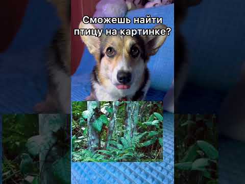 СМОЖЕШЬ НАЙТИ ПТИЦУ?