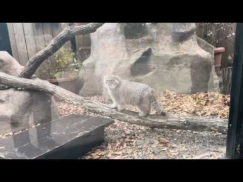 オリーヴァちゃんまたね👋　マヌルネコ　埼玉県こども動物自然公園 にて　2024年12月21日