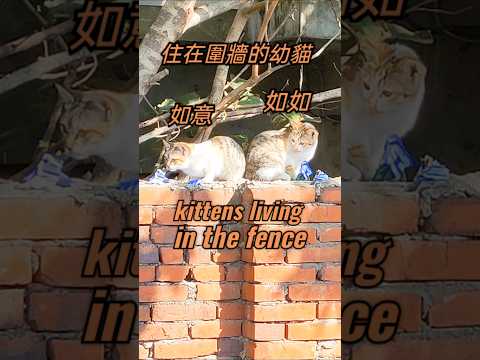 cute kitten vlog Kittens living in the fence #cat #kitten ,住在圍牆的小貓 #萌系 #貓 #可愛 #貓咪