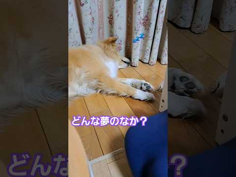 寝ながら、不思議な手の動きをする🐶#shorts #保護犬を飼う