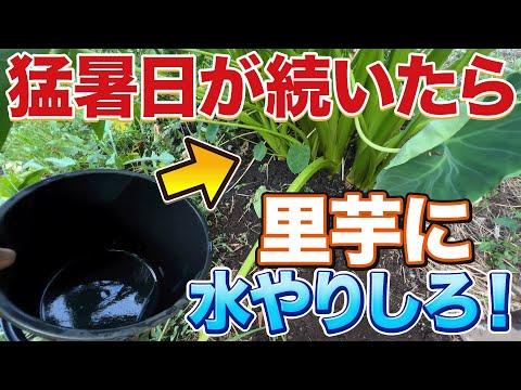 【高温障害⁉︎】夏の里芋栽培は水の与え方が重要になります