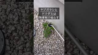 抜けぬなら抜かずに枯らそうヤブガラシ#庭師のVlog #一級造園技能士