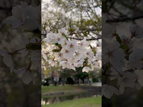 現在の札幌の桜🌸